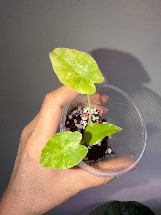 Алоказия гагеана ауреа