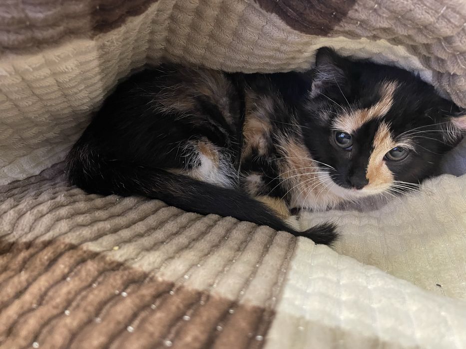 Отдадим котенка бесплатно