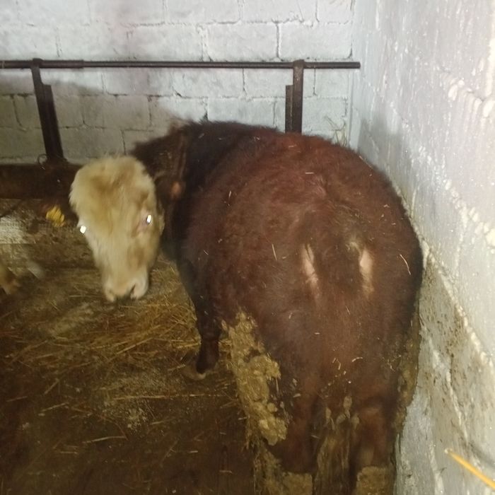 Продам 4 быков и 1телка