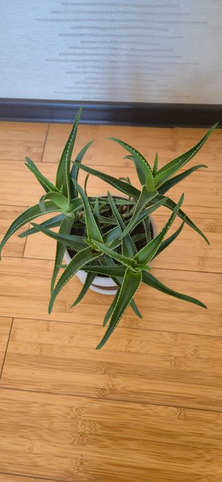 Цветок алоэ 2 года