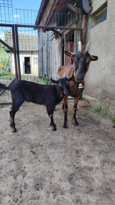 Capra Alpin Francez