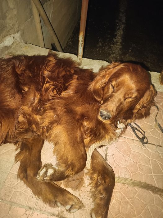 Продам ирландского сеттера щенка