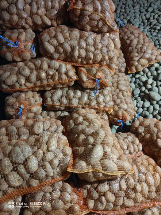 Cartofi de consum și cartofi de sămânța bellarosa și captiva