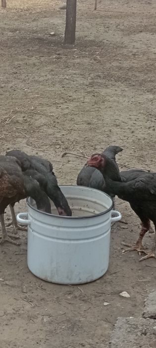 Dakan Tovuq Sotiladi