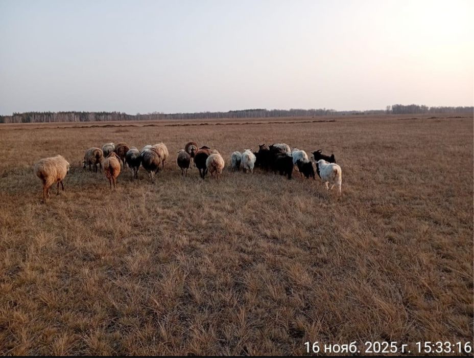 Қой  мен ешкі сатамын