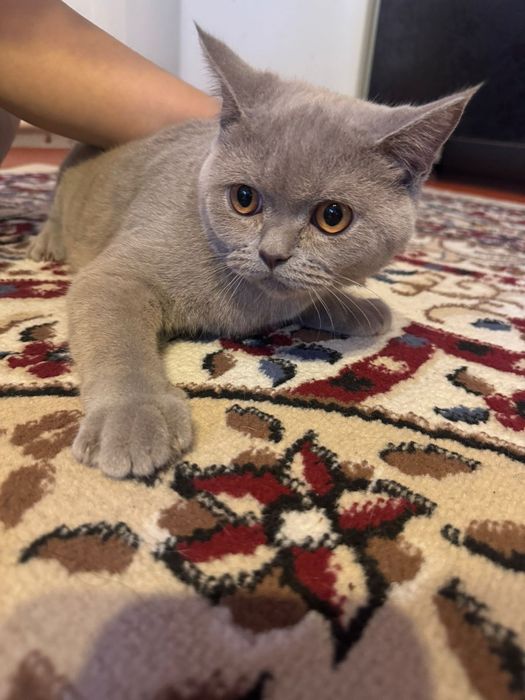 Марғаулар шолтанский веслаухая