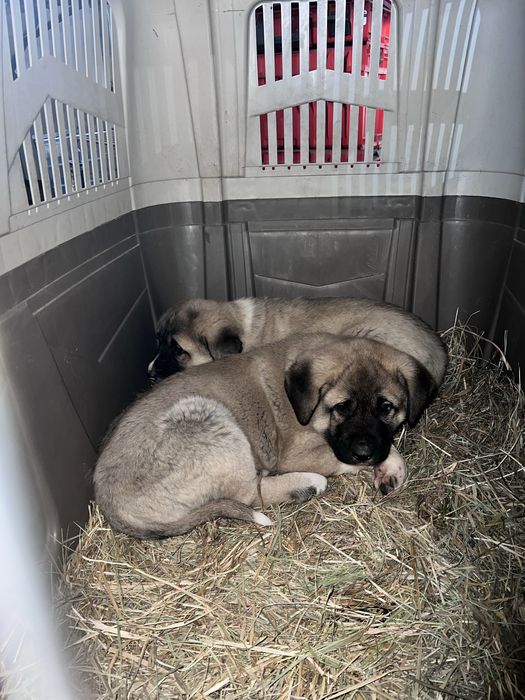 Продам щенков кангала