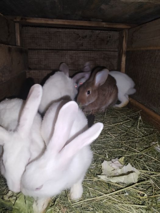 Коян сатылады, 3, 4 айлык, дени сау