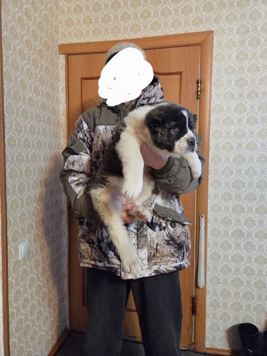 Продам щенка САО