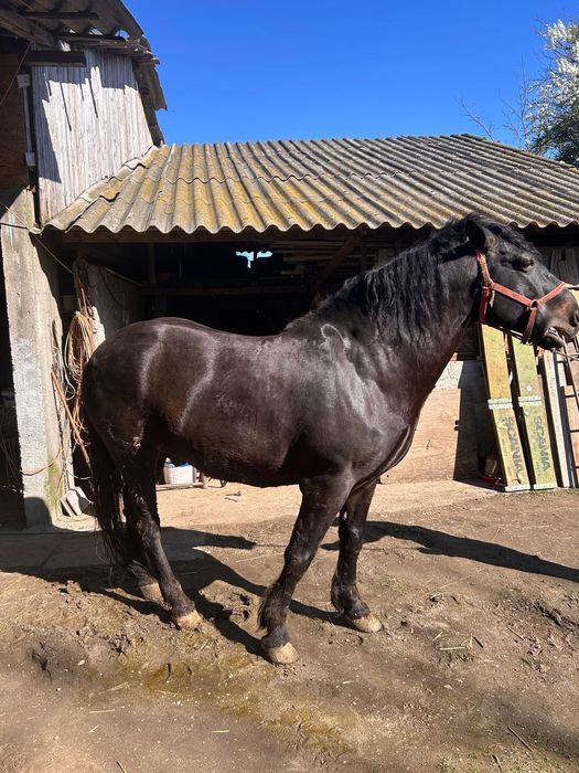 Armăsar semi-greu, 11 ani, îngrijit si vaccinat