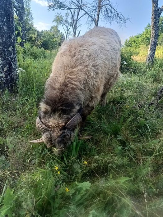 Berbec , vârstă 1 an jumate