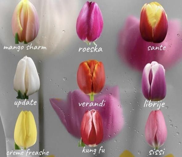 Свежие Тюльпаны