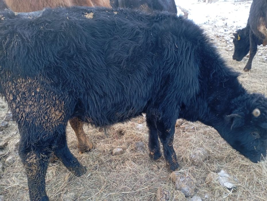 4 бұқа сатылады ,