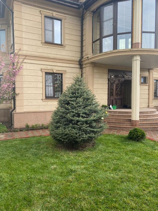 Продам елку цвет голубой