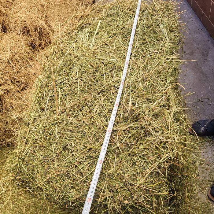 Жоңышқа сатамын/ люцерна