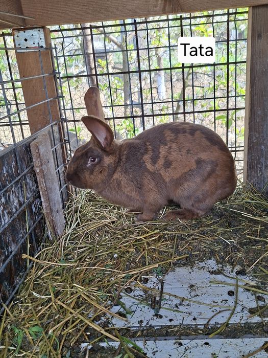 Iepurii Uriaș German