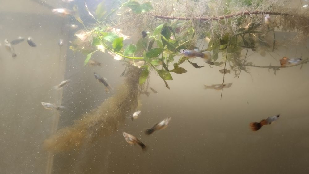 Аквариумные рыбки