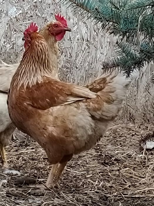 Куры несушки. Несуд даже зимой