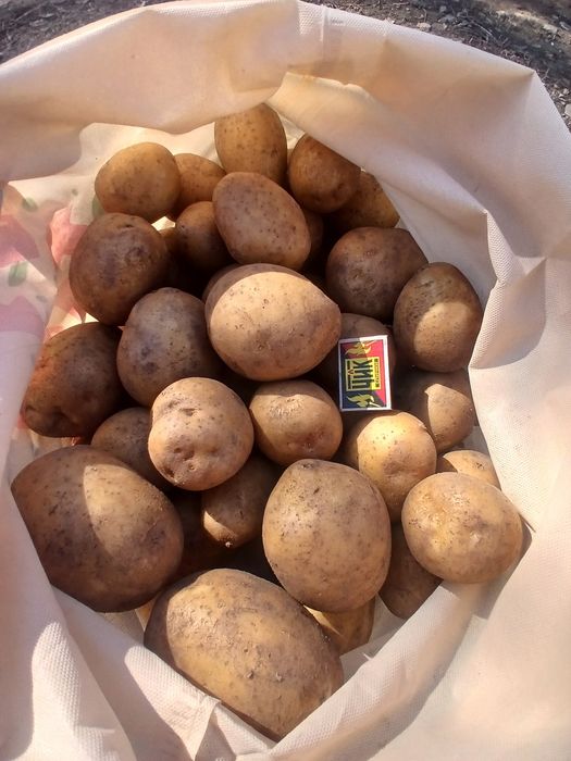Картофель домашний продам