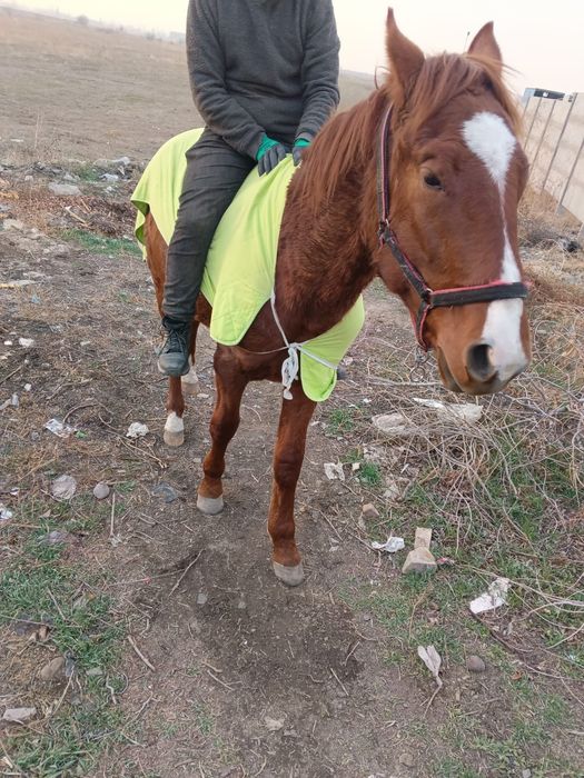 Продам коня 2.5 года