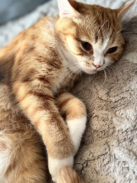 Отдам кошку бесплатно