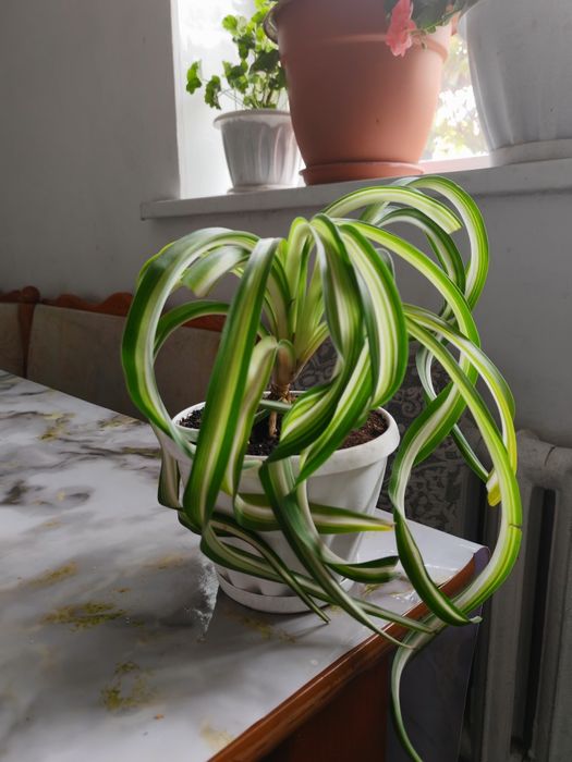 Гүлдер Цветы район Компоселок