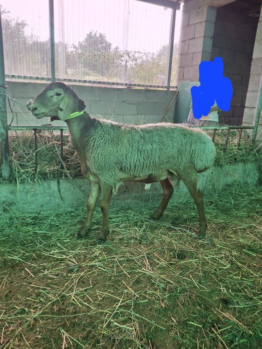 Продам кошкара  срочно