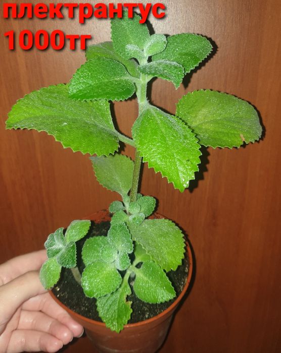 Комнатные растения