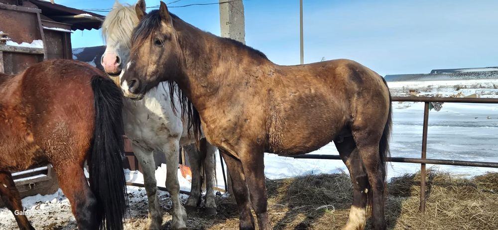 Продаются жеребцы