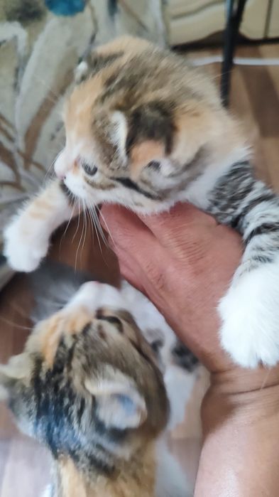 Котята скоттиш фолд-страйт