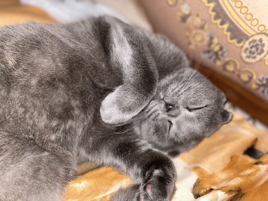 Мушук сотилади 600 000