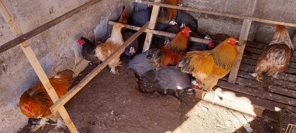 Familie brahma, 1 cocoș + 2 găini