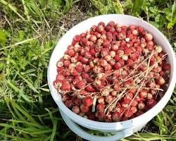 Продам Землянику