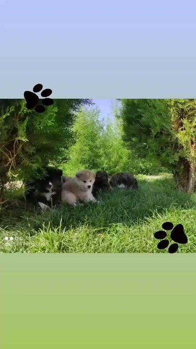 Щенки Акита ину ( Тигровые и рыжие )