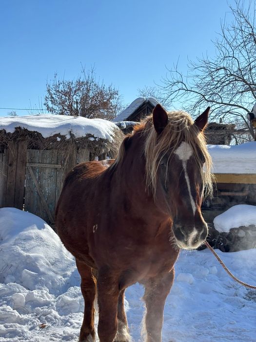 Жеребец 8 лет тяжеловес косяк держал