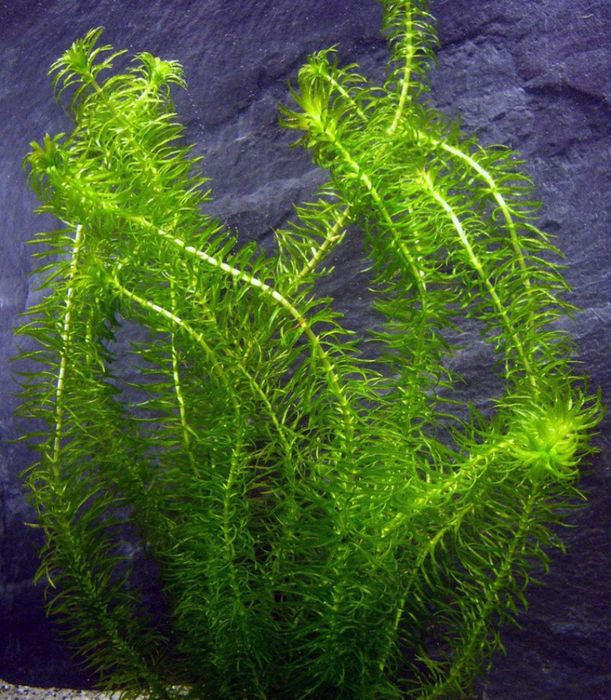 Трава для аквариума