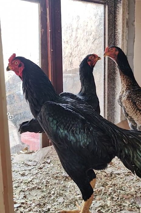 Шамо  тухумлари сотилади.