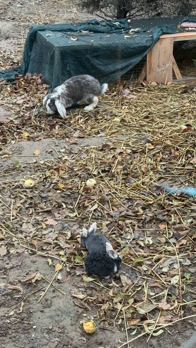 Французский баран зотли куён болалари сотилади