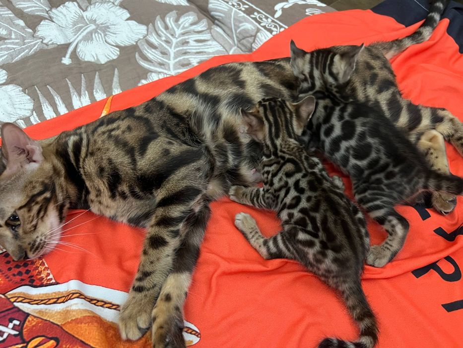 Бенгальский котята
