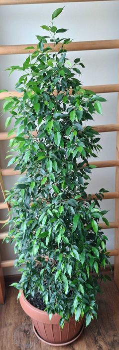 ficus benjamina mare 155 cm inaltime