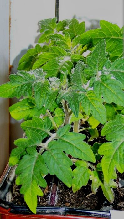 Рассада томатов 250тг