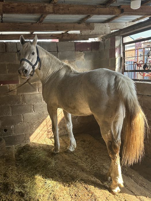 Айгыр жеребец конь лошадь жылкы айғыр