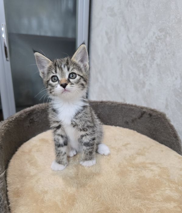 Отдаём котят  в добрые руки.