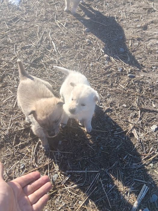 Щенки , мама лайка отец неивестенн