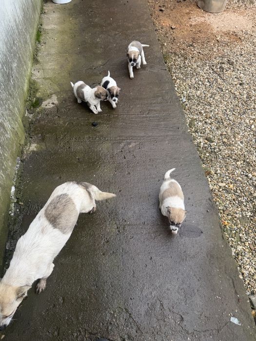 Donez catei talie medie