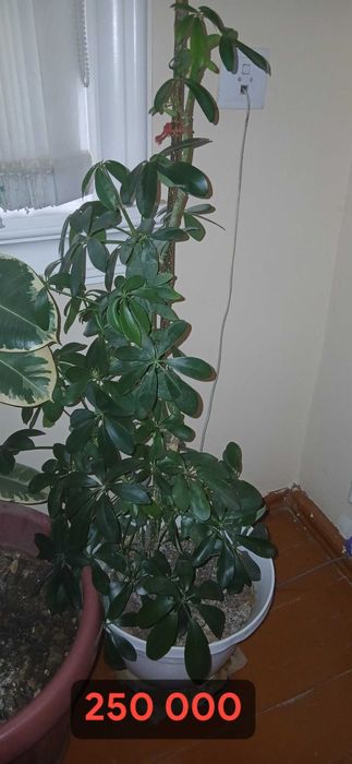 Цветы: филодендрон, шеффлер, фикус каучуконосный, спатифиллум