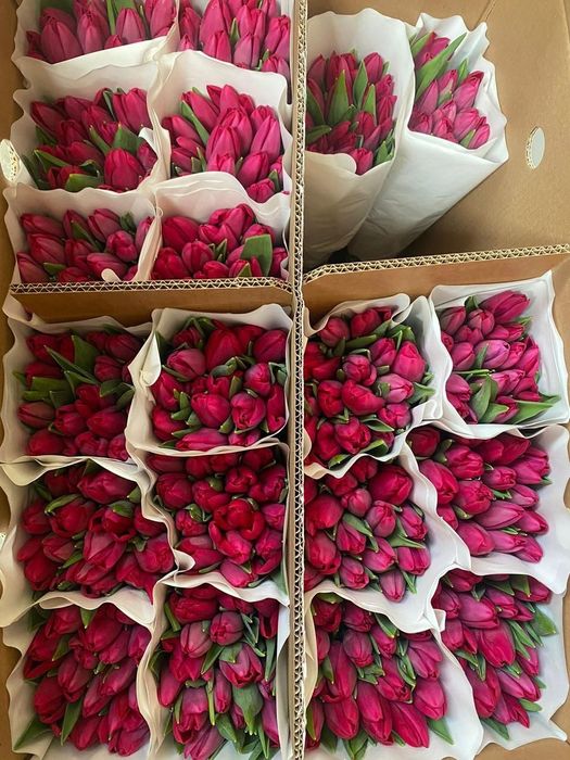 Тюльпаны Караганда