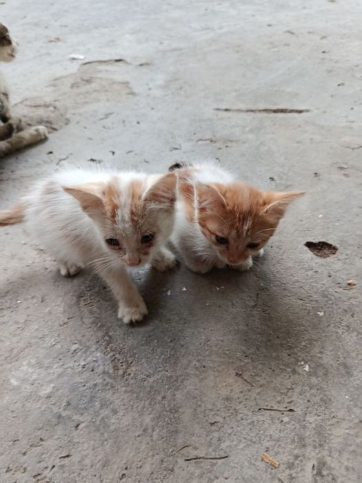 Котята даром в добрые руки