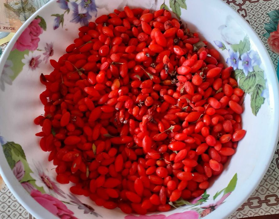 Goji de vânzare, preţ avantajos