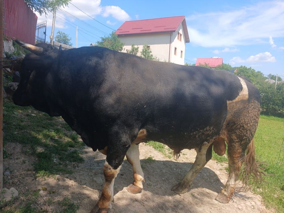 Taur de  vânzare